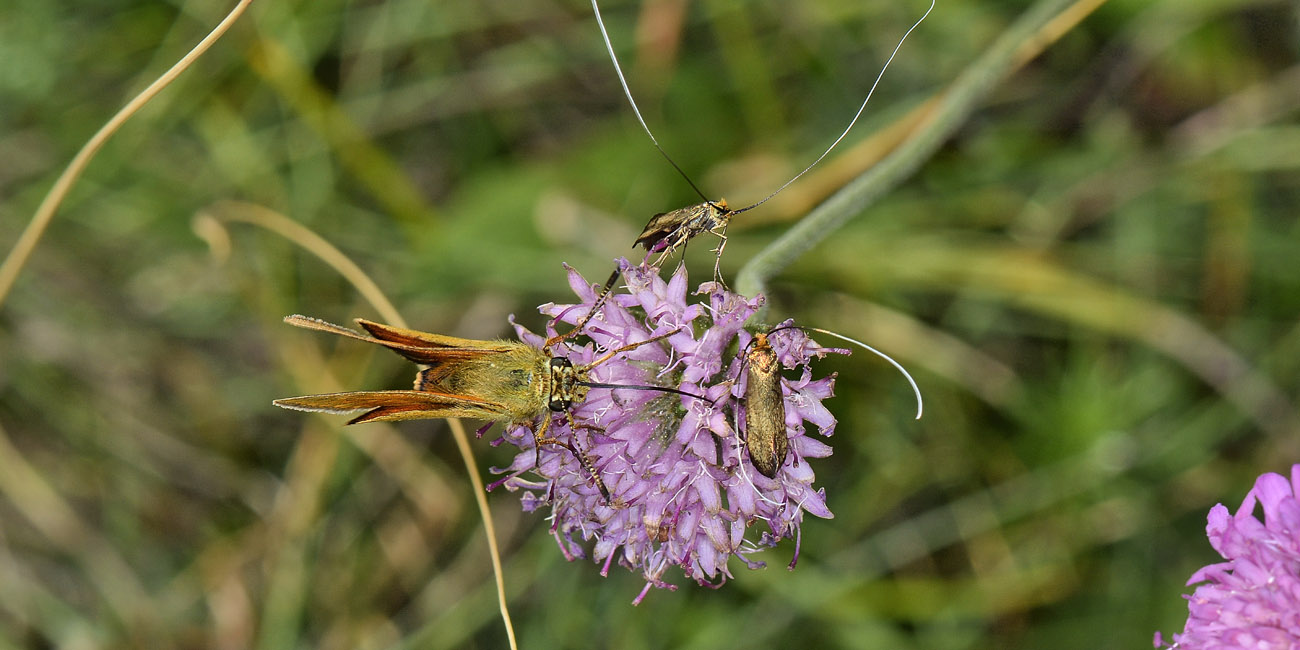 Nemophora sp? S, Nemophora metallica - Adelidae